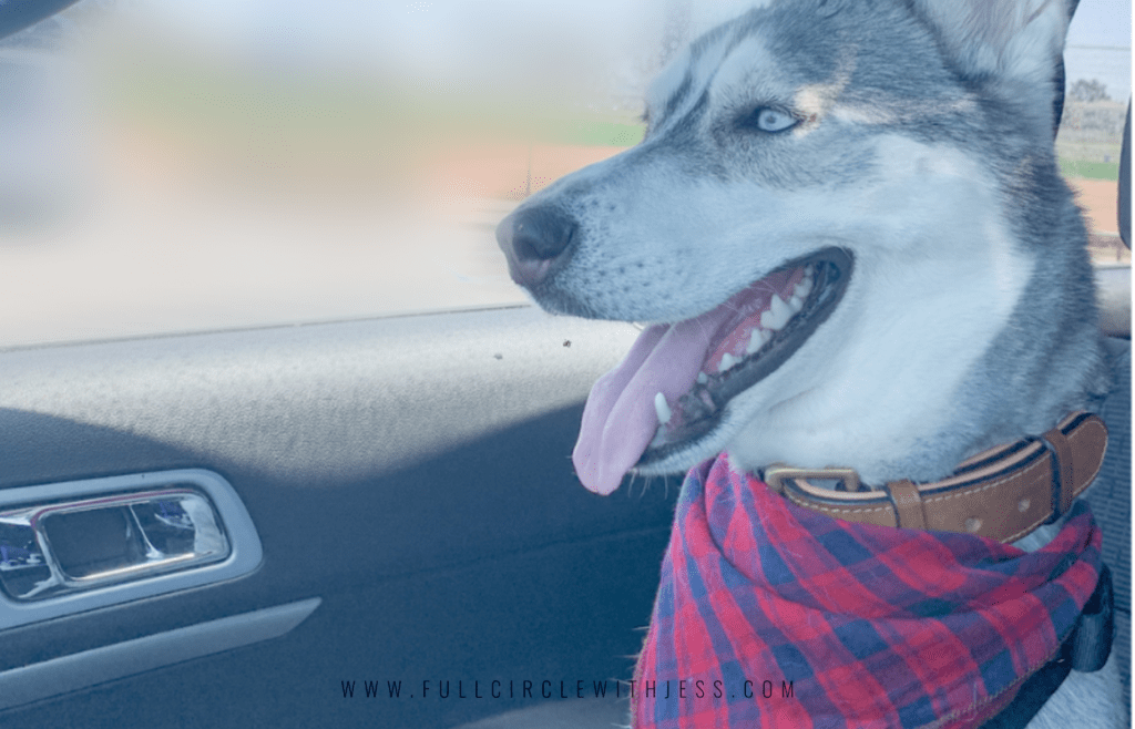how to remove dog hair from car