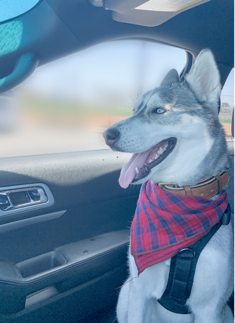 7 Best And Easy Ways To Remove Dog Hair From Car Full Circle With Jess