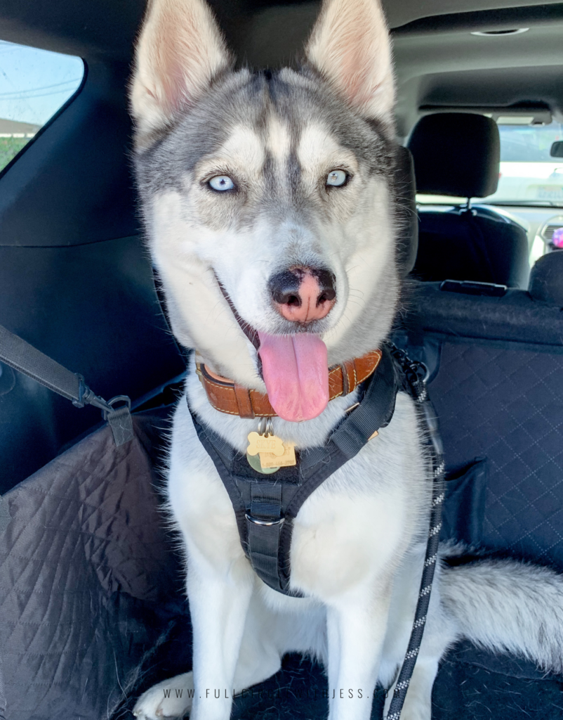 remove pet hair from car seats